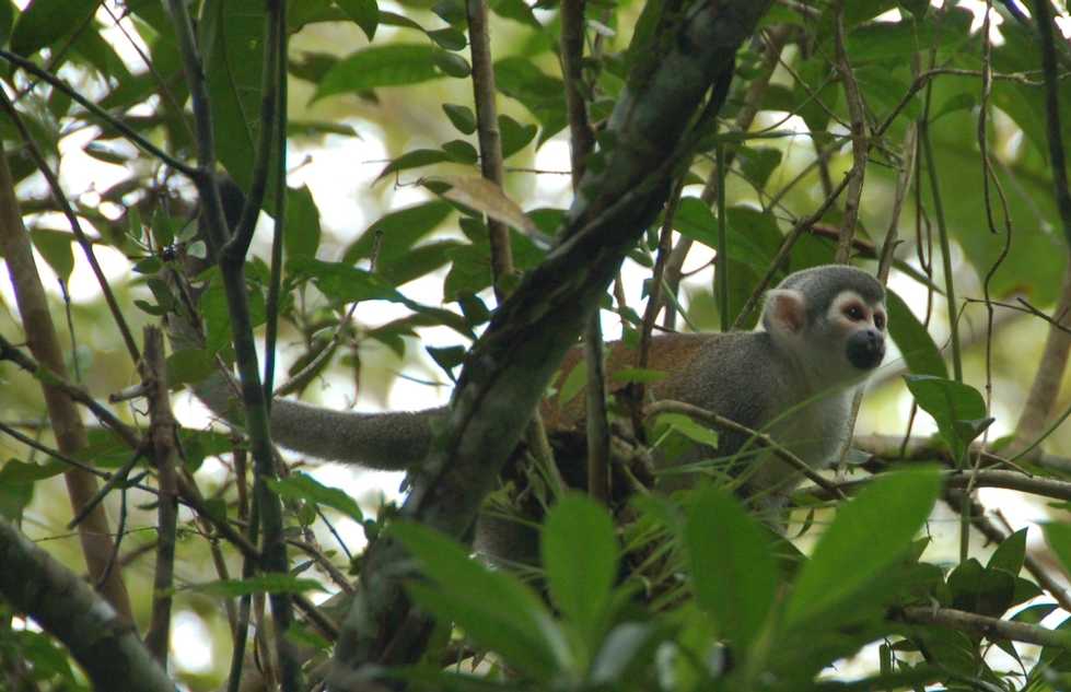 Monkey in Ecuador
